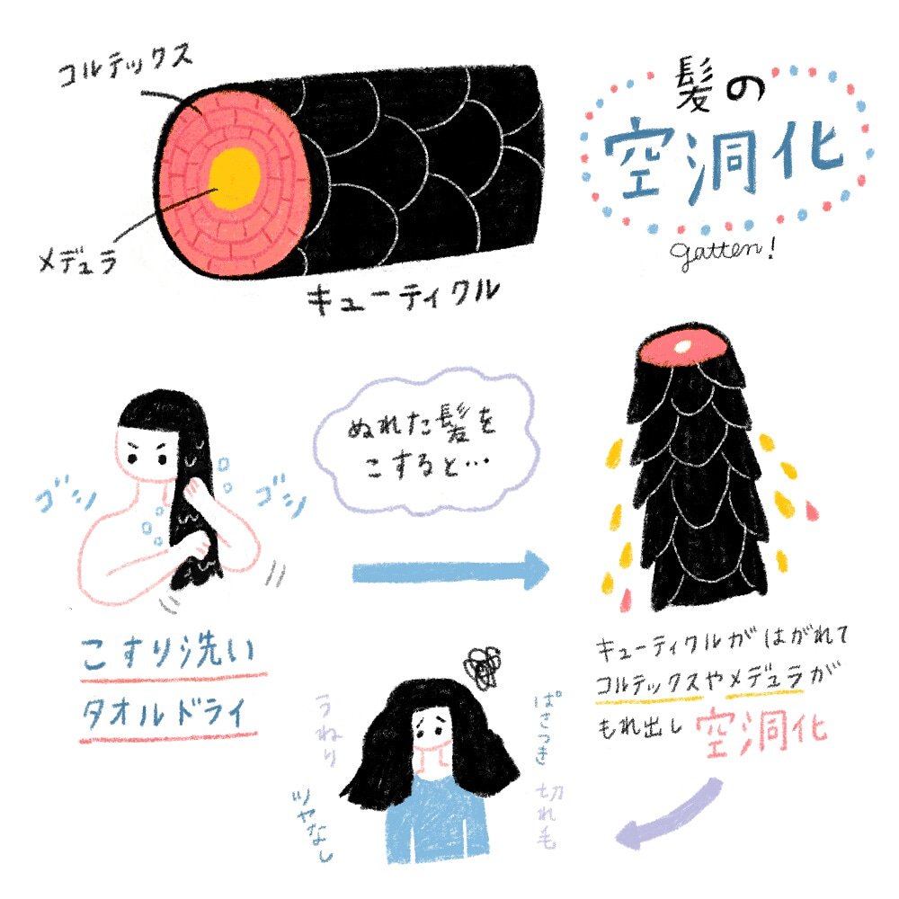 バーバラ Illustrator Twitterissa Nhkのガッテン でやってた 髪の空洞化 がかなり為になったのでまとめ中 イラストレーター イラストレーション Illustrations ガッテン