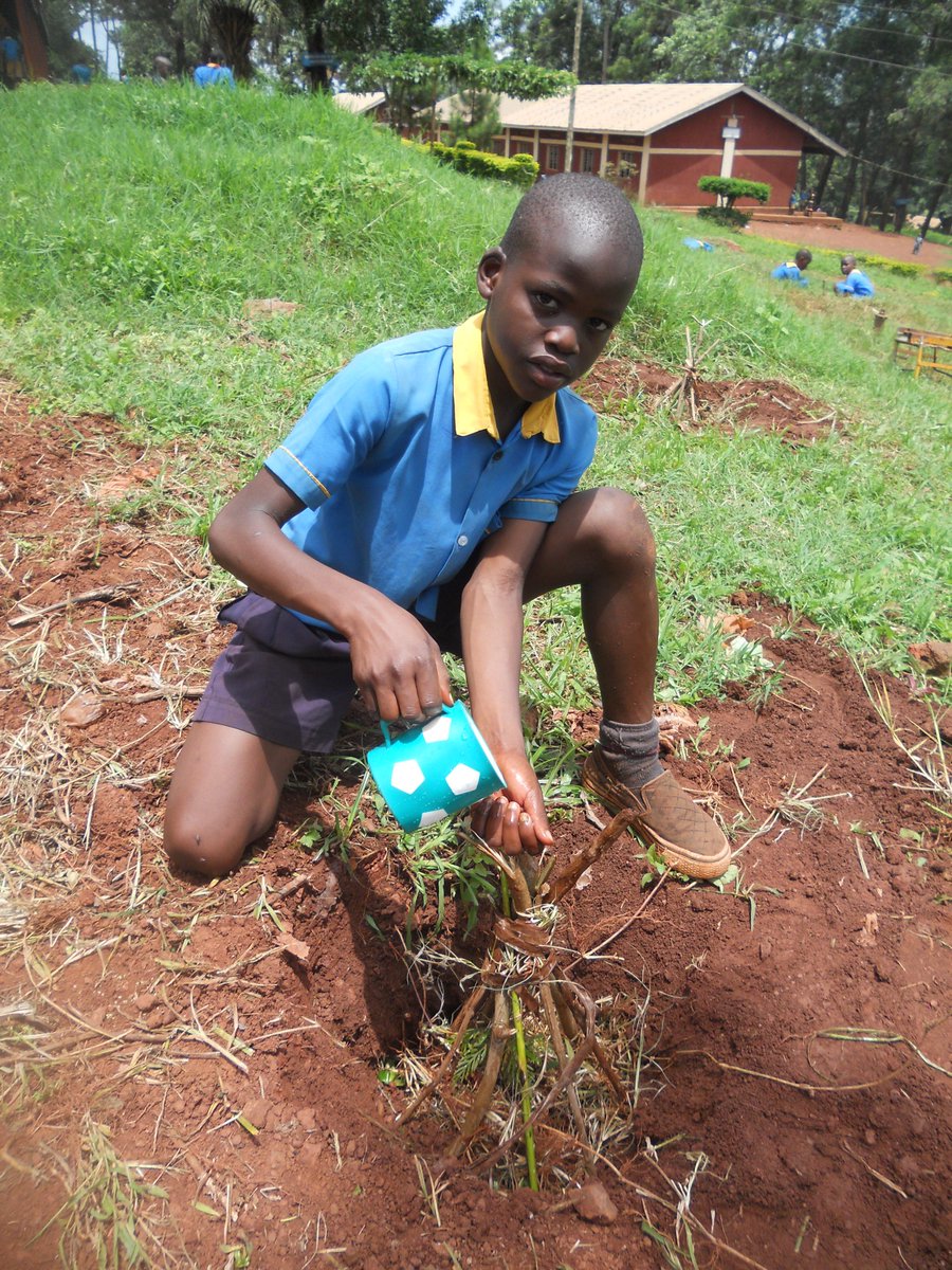 SchoolsTrees1's tweet photo. More than 100 trees planted this morning at Holy Cross Primary School- Jinja, Uganda to mark the Earthday. #schoolstreeproject https://t.co/4vMLOqtUwy