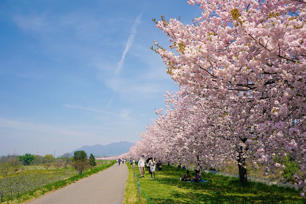 Xtension 警察に被害届け提出済み Twitterren 小布施 千曲川河川公園 千曲川リバーサイドパーク 桜堤 全長4km 600本の八重桜 一葉 と橋下の菜の花畑 Xtension 警察に被害届け提出済み Twitterren 小布施 千曲川河川公園 千曲川リバーサイドパーク 桜堤 全長4km 600本の八重桜 一葉 と橋下の菜の花畑