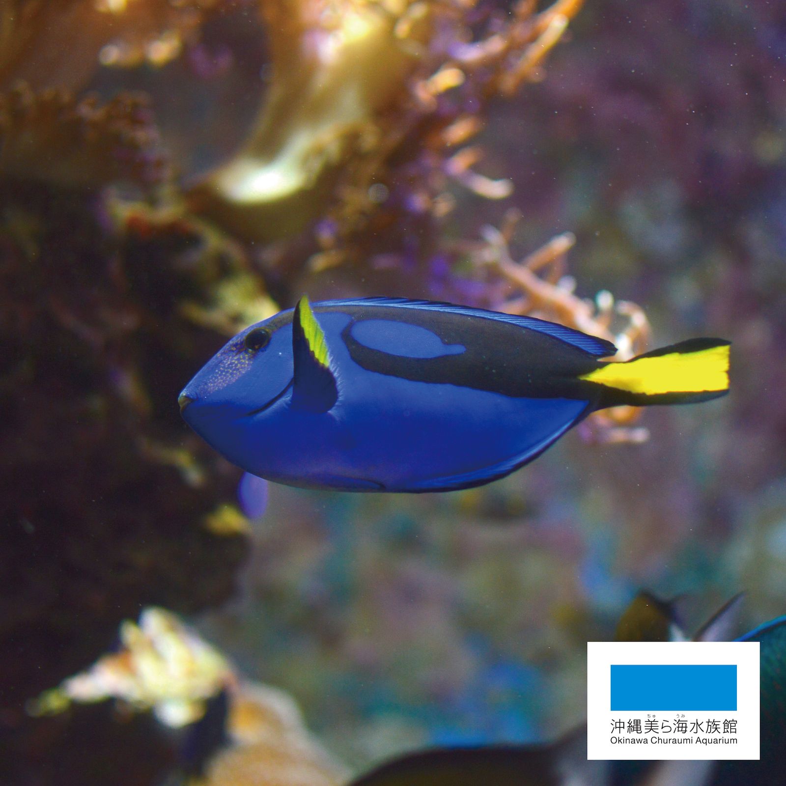 海洋博公園 沖縄美ら海水族館 青い体と黄色い尾ビレが特徴のナンヨウハギ 海洋博公園 Oceanexpopark 美ら海水族館 Churaumiaquarium 沖縄 Okinawa 水族館 Aquarium オキちゃん劇場 ナンヨウハギ 熱帯魚 お魚 青 黄色 Blue Yellow