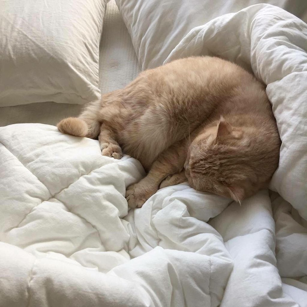 𝐚𝐦𝐞𝐫𝐢𝐜𝐚𝐧𝐨 tweet media