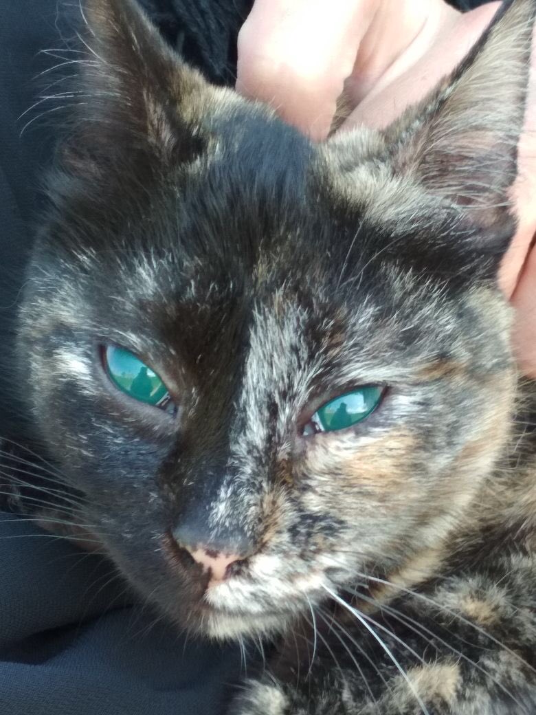 TobiasHuch's tweet photo. Wer kann mir sagen welche Erkrankung diese Katze hat und wie man es behandeln kann? #FollowerPower #BitteRetweet https://t.co/JC38iqTrK4