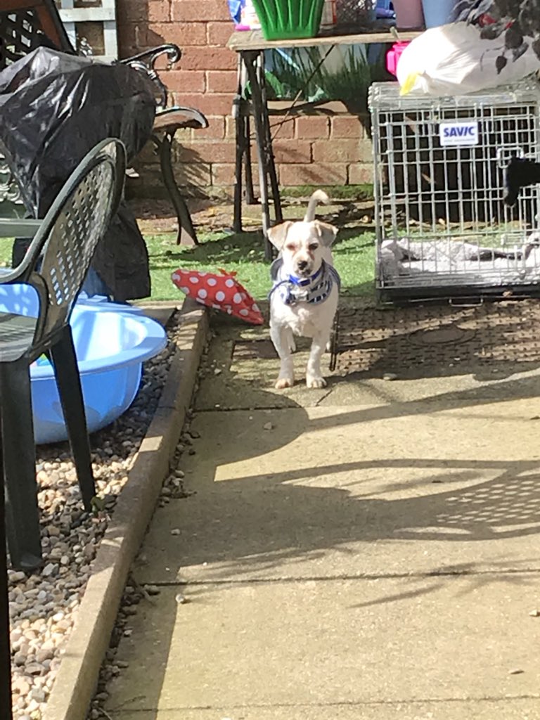 OurRescues's tweet image. SO What I’ve taken your slipper outside?🤔🐶💙🍀 #NotAToy