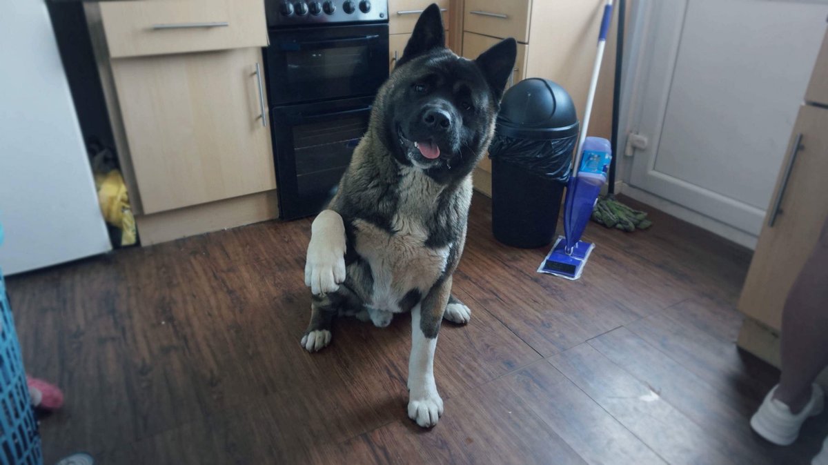 My dogs better than yours🐕🐾