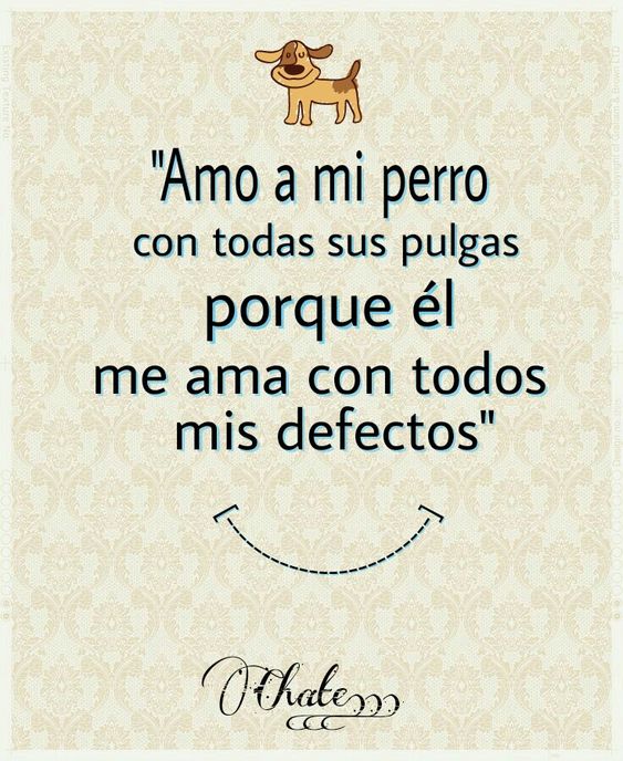 ecobellaes's tweet photo. #mascotas #perros https://t.co/uRyhdiS7SY