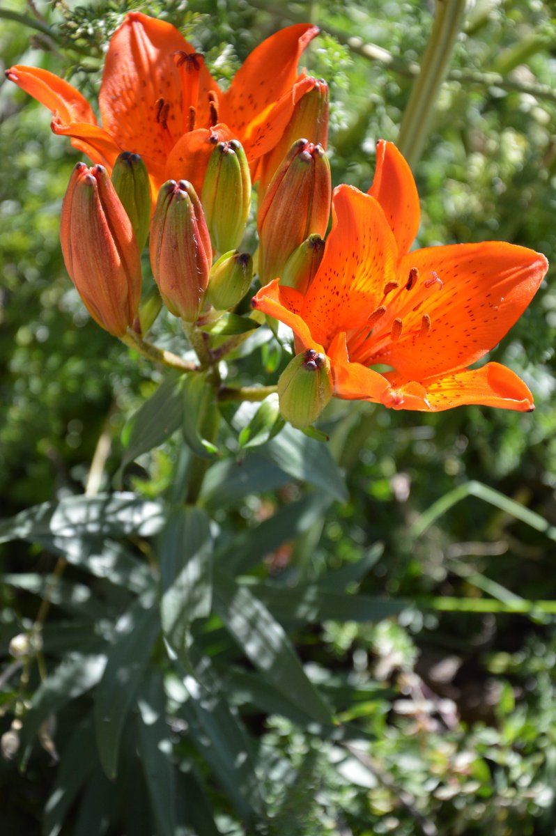 GLucaDormicchi's tweet photo. I fiori del Monte Nerone (PU) #spring #tourism #Italy #trekking #NaturePhotography #marche https://t.co/ZRjNcMdui3
