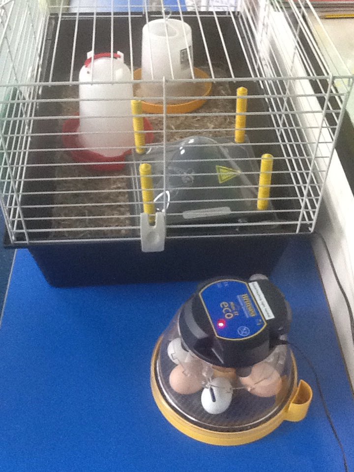 The children are so excited now the incubator chick eggs have arrived #writingstimulus
