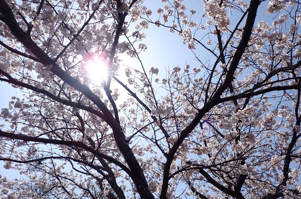 Chelone1's tweet photo. 21、22、23と秋田に行ってきました〜
地元は桜散って撮れなかったから満足(*´꒳`*) https://t.co/D1NZbfwMOb