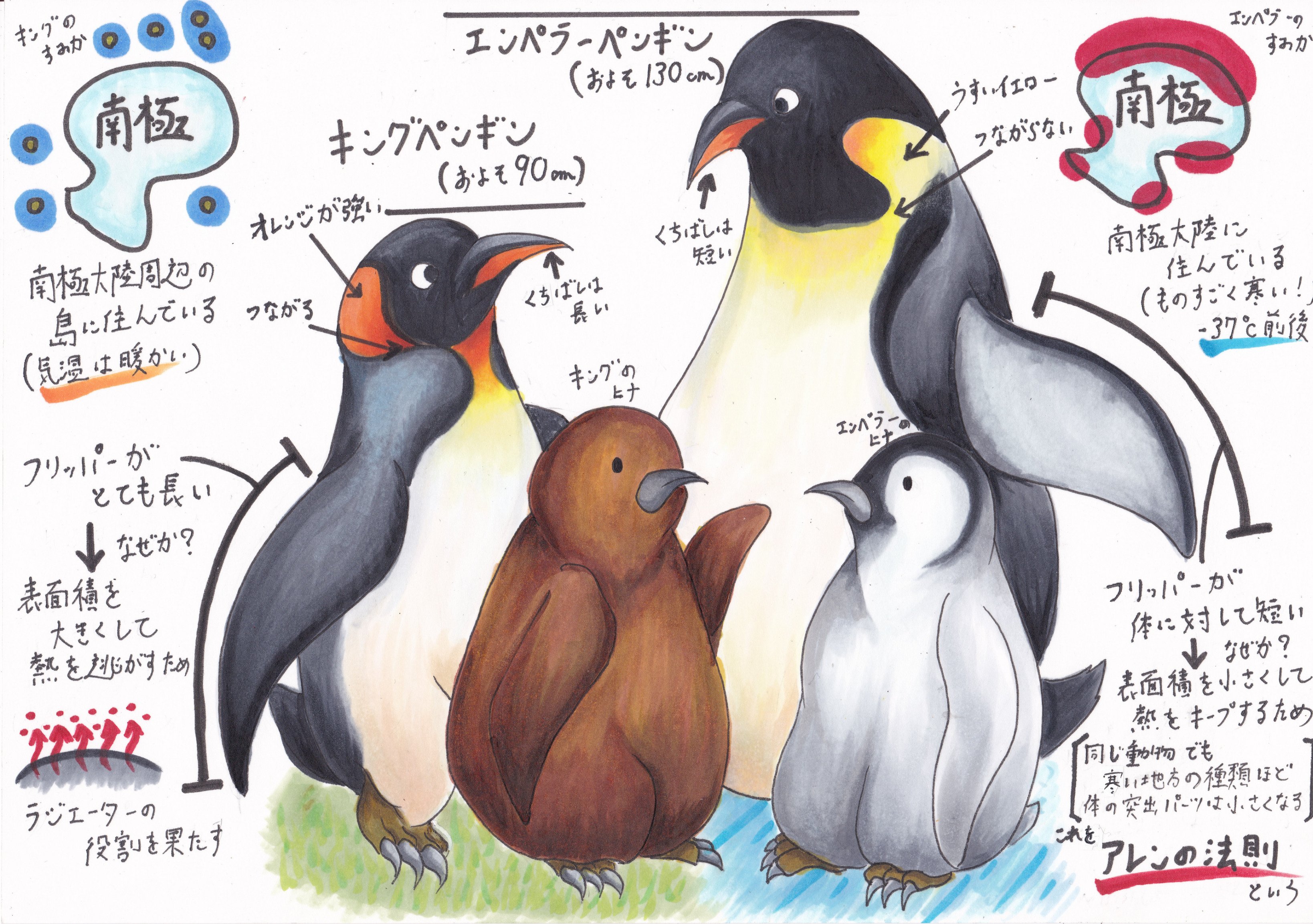 Bages En Twitter キングペンギンとエンペラーペンギンの違いをまとめてみました ペンギン 鳥 水族館 海洋生物 T Co 9dyfokjykg Twitter