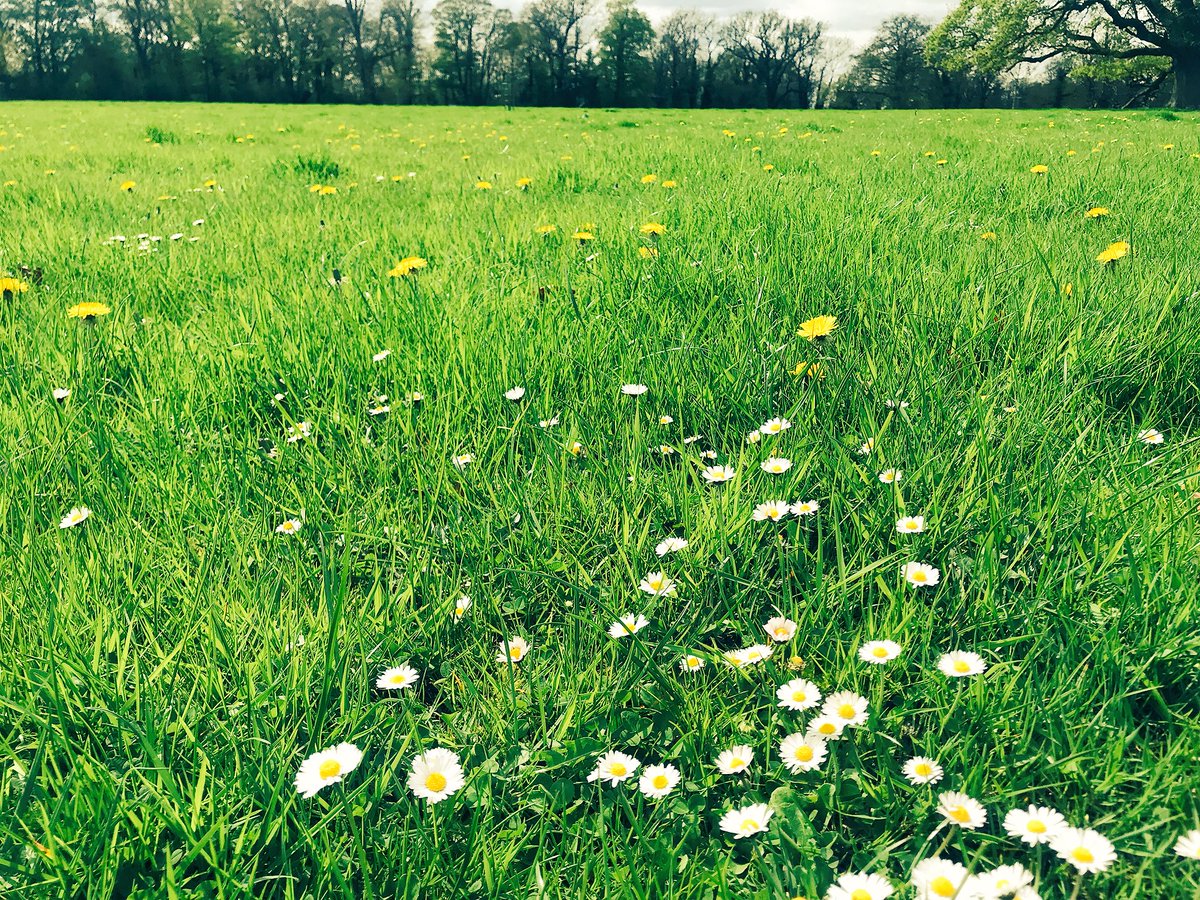jake_fiennes's tweet photo. Feeding the pollinators before turning cattle out! #intergratedfarming one for you Mark @Buzz_dont_tweet https://t.co/HJB16TdwtP