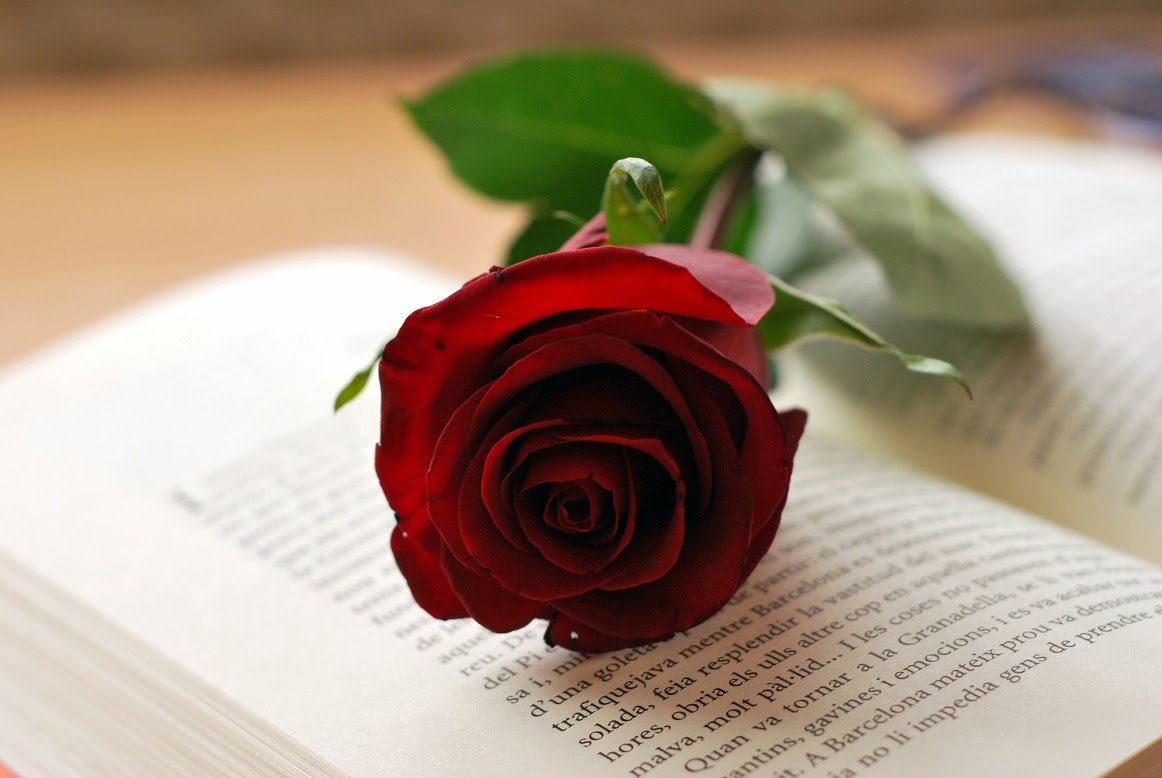 ¡Feliz Día de Sant Jordi! 😬les deseamos un día lleno de 🌹y muchos 📚... Esta noche celebramos con una gran #Cena ¿Ya tienes tu reserva? #FelizLunes #SantJordi #SantJordi2018 #DiaDelLibro