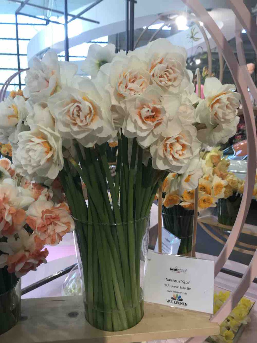 Gay Kybo: beste #narcis. Op de Narcis- en Bijzondere Bolgewassenshow in #Keukenhof heeft W.F. Leenen de hoogste prijs ontvangen met de dubbele narcis ‘Gay Kybo’. <a href="/visitkeukenhof/">Keukenhof</a> <a href="/wfleenen/">WF LEENEN</a>