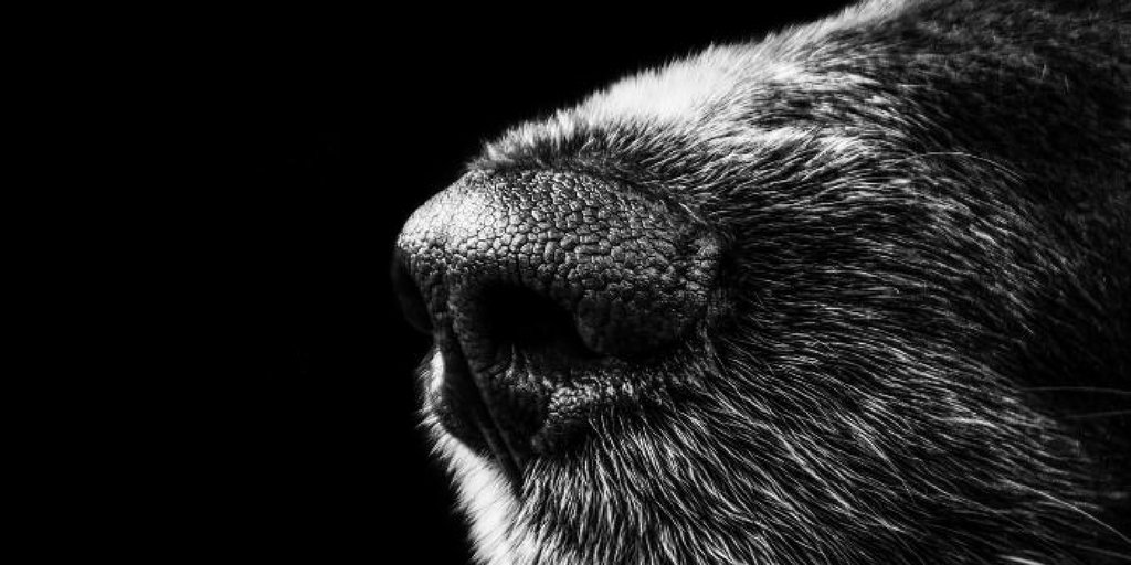 Nieuwe blog van collega @pikofieggen: Ruikt een hond angst? bit.ly/2HR0OCR https://t.co/LDpoCVmdzd