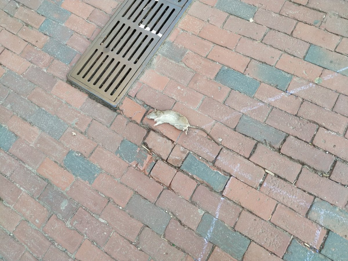 GuidoS's tweet photo. FYI - @CambMA @Harvard there is s dead rodent in the center of the sidewalk in front of the UU Church on mass ave https://t.co/1kgHaH9SNr