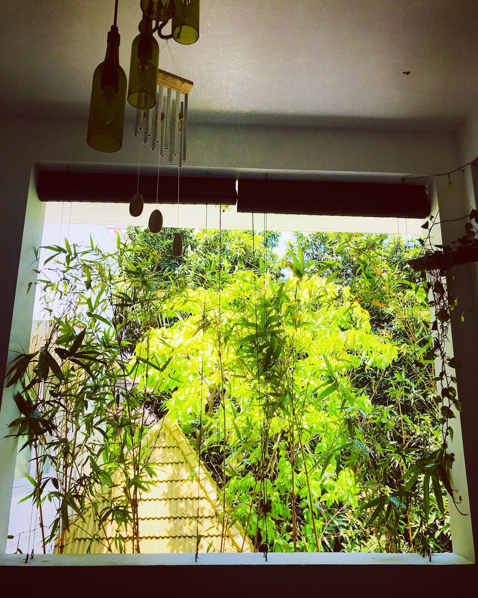 raghunathan_ps's tweet photo. My most favourite place in my office... #GreenSpace #GoGreen #Greenery #GreenPeace #Serene #Tranquil #Bamboo #BambooGarden #moneyplant🌱 #windchimess🔮 #TwoMovieBuffs #2MB #Peaceful https://t.co/FJlB1dtK3c