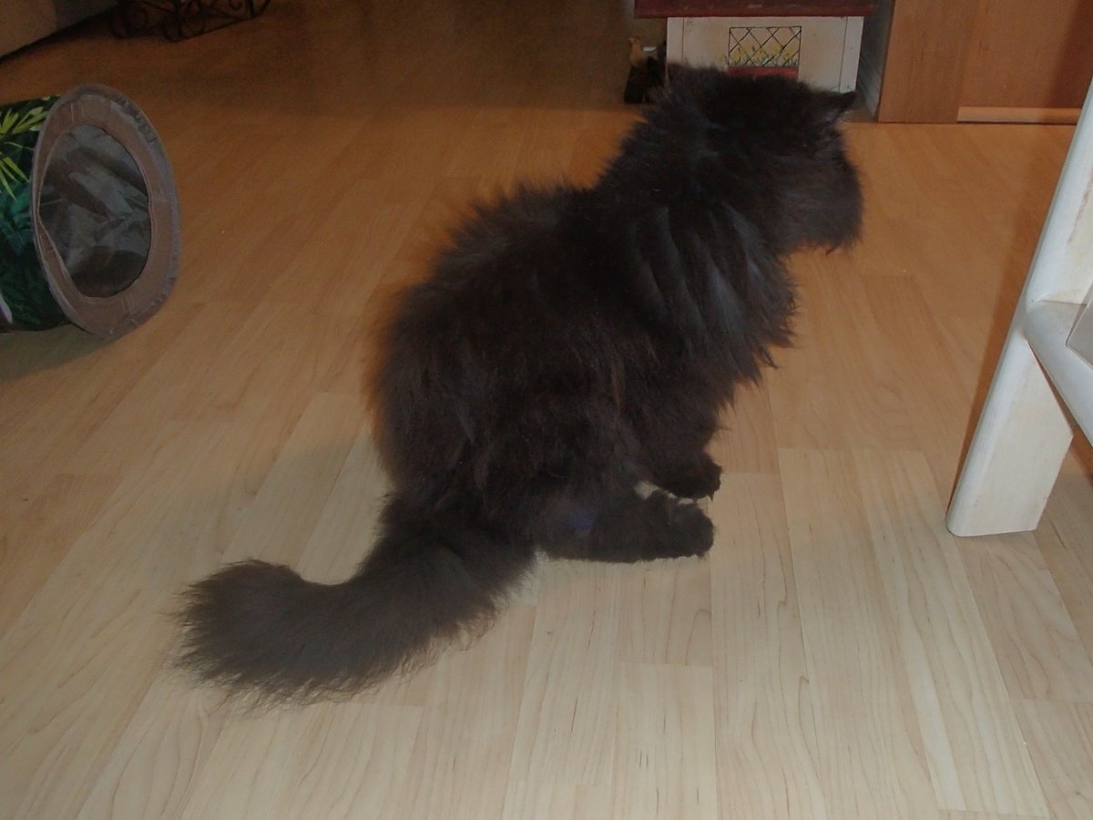 SmokeyFluffyCat's tweet photo. No way jose! 😼 Me not bakin a loaf until me gets more treats dan dis! 😾   #HandEmOver👅    #kittyloafmonday🍞     #CatsOfTwitter 🐾

                                                🖤SMOKEY🖤 https://t.co/VrNjMnmpHj