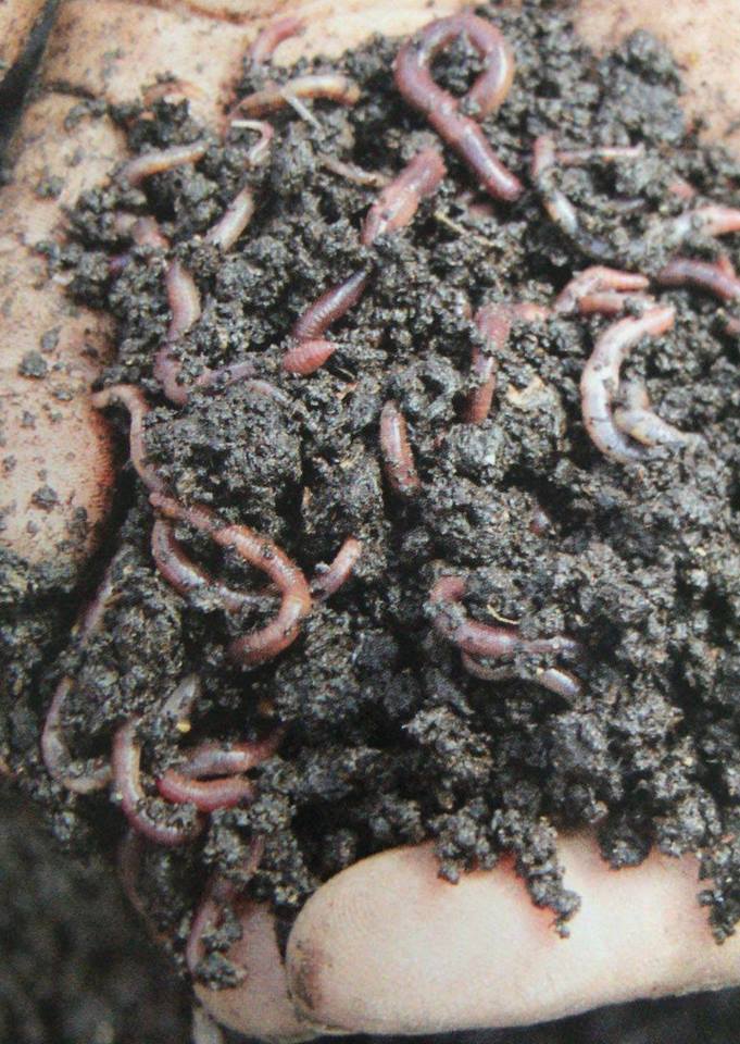 SEMENTES INFORMATIVAS

🐛🐛Moit@s pensan que as miñocas, como son tan voraces, cando se poñen nas hortas acabarían cos restos de esterco ou compost xa que devoran as raíces das plantas cultivadas. Pero iso non é así, elas non teñen dentes, polo que non roen, comen tragando