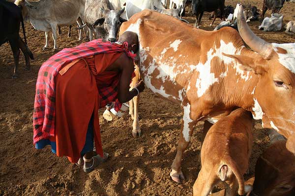 step_africa's tweet photo. Visit The Maasai Villages and Interact with one of the oldest cultures that has become a symbol of Kenya #TembeaKenya #DigitalManenos @MagicalKenya @Mnohaa @Couponmamacita @TravelYesPlease @trusttravelgirl @MsetoTravel @venturists @LoriMoreno @OBriensAbroad @AnnWorldCitizen https://t.co/fLG7jLZEo0