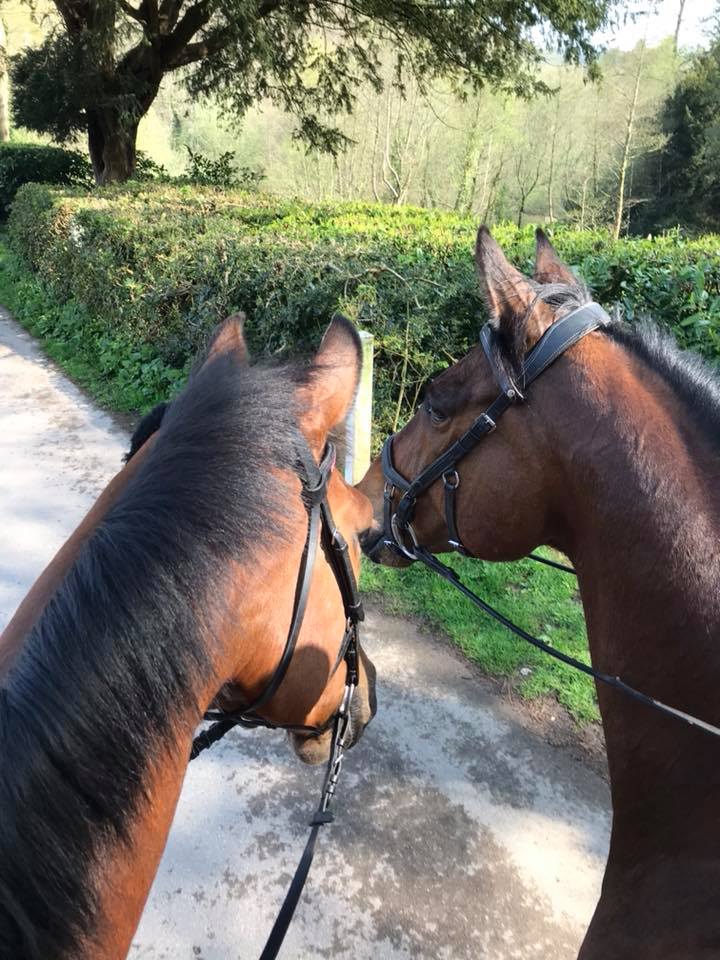 shellster1979's tweet photo. Such a cute couple... Lol @MrSharp06 &amp; his new Girlfriend Surtenty #CoupleGoals #Horses #Hacking https://t.co/dDSHGK0kTr