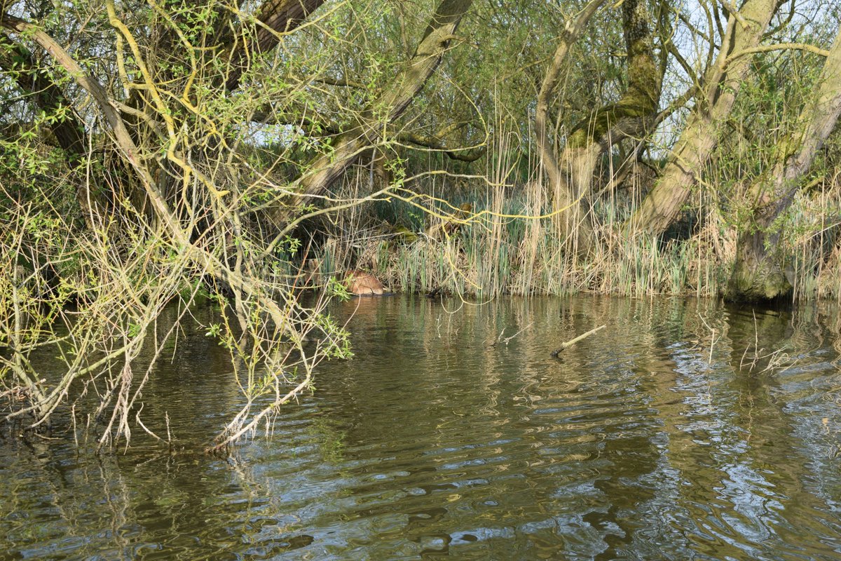 Big Dog Ferry tweet media