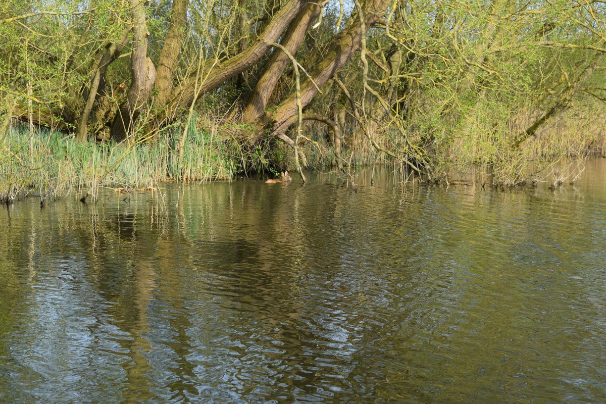 Big Dog Ferry tweet media