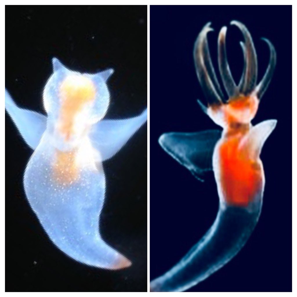 マーベラスプロレス Marvelous 秘話 桃野美桜のキャッチコピー 天真爛漫バッカルコーン みなさん バッカルコーンってご存知ですか これは クリオネが捕食するときに出す触手のことです それはそれは おぞましくなるんです 普段かわいい美桜