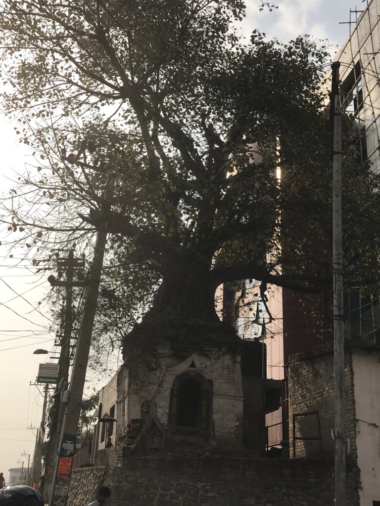 vishwananda's tweet photo. Found this little #temple in #Katmandu where a huge tree it's growing on top of it n inside no roots can be found just like in Greece https://t.co/Ci6Js4I2OB