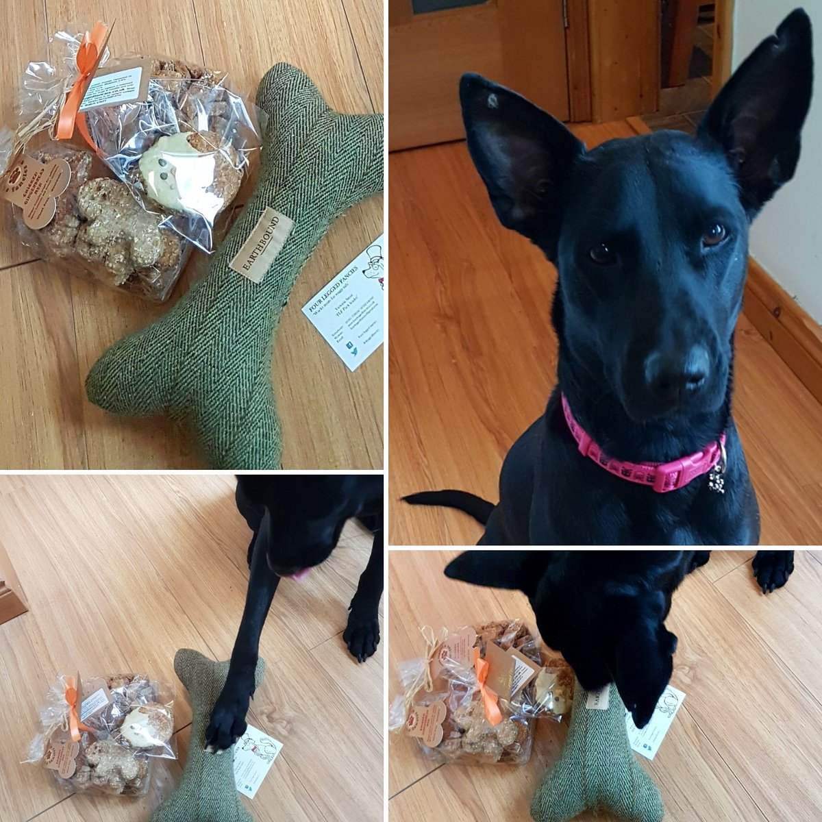 PlayforStrays's tweet photo. The fabulous @4leggedfancies have sent Negrita a welcome home package. She loves it! Thank you Vicky, she'll have the toy destroyed in no time ๐ โค #dogtreats #4lf #treattime #dogsofinstagram https://t.co/OMxHehcOQB