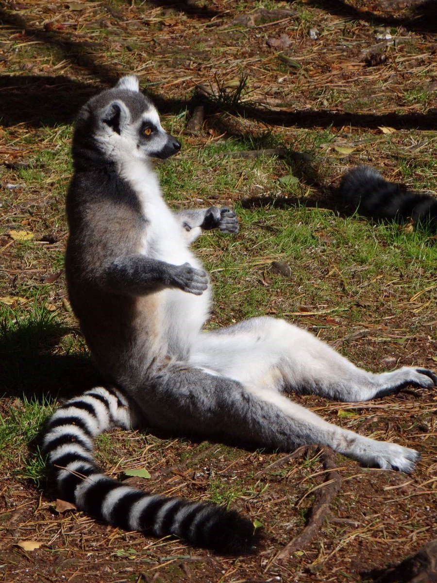 Monkey World Dorset tweet media