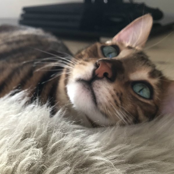 JmakLimited's tweet photo. Is it Friday yet? 😛
https://t.co/TYNRXglW6o 
#CatsOfTwitter #cats #catnip #worldsbestcatnip #catsofinstagram #toygercat #toyger #Bengal https://t.co/hsP4Dy4y7t