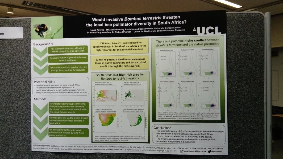 LauraSaara's tweet photo. Would invasive Bombus terrestris threaten the local bee pollinator diversity in South Africa? Yes it would! @MResBEC @UCLCBER #posterpresentation #conservation #Bumblebee #invasivespecies https://t.co/PkOUVjRDwh