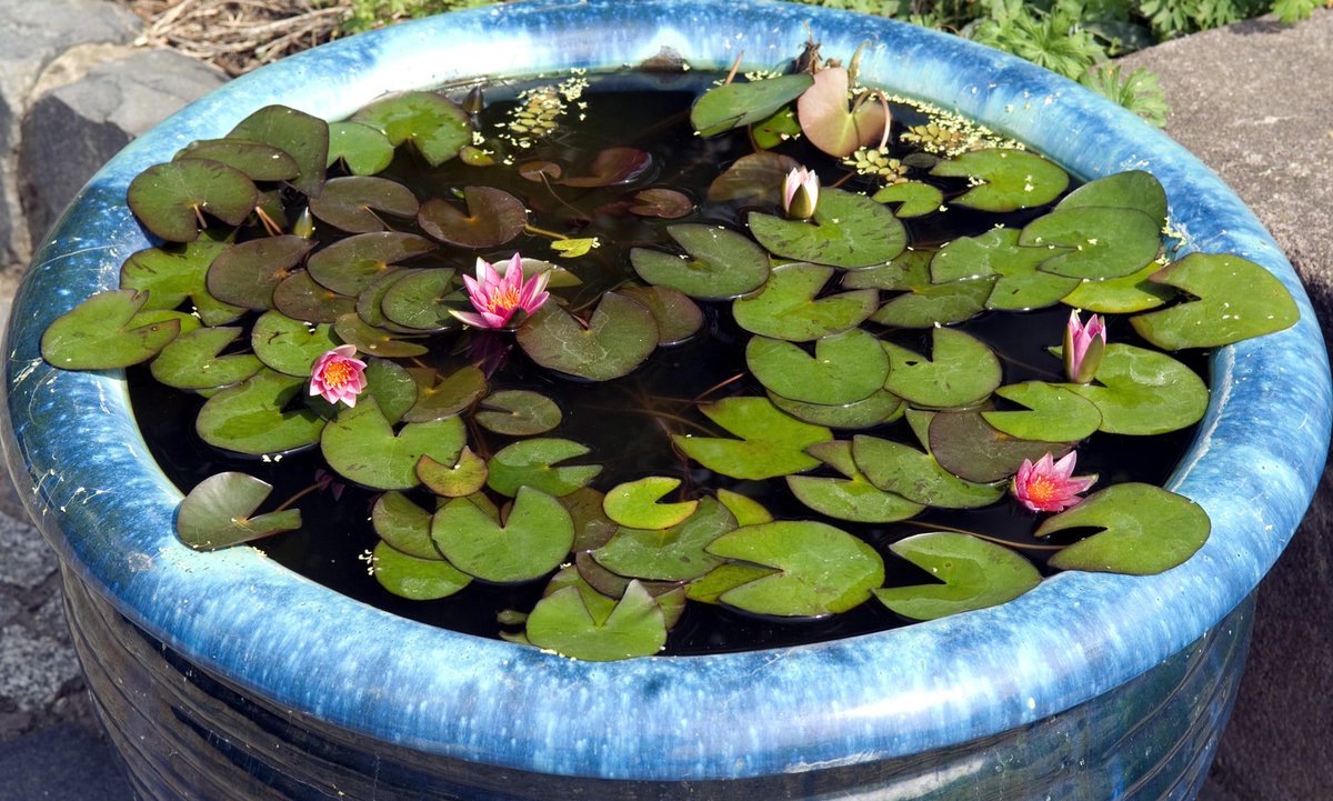 How to make a water feature in you outside space with a large pot and the right plants 😀🌊 theguardian.com/lifeandstyle/2…