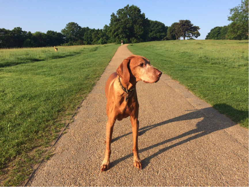 HighgatePri's tweet photo. Read our Headteacher's latest blog here: https://t.co/1LIl49ZXne #headteachersblog #mansbestfriend #Highgate #vizsla https://t.co/wRMv5AJk0q