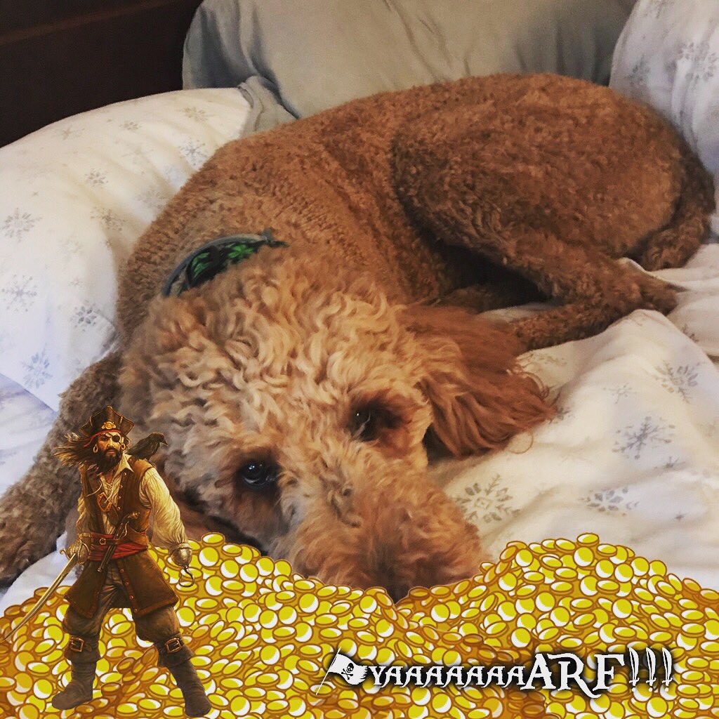 RizzoPatti's tweet photo. Dobby found the bark box hidden treasure! #BarkBoxDay https://t.co/tUgcRpdXvP