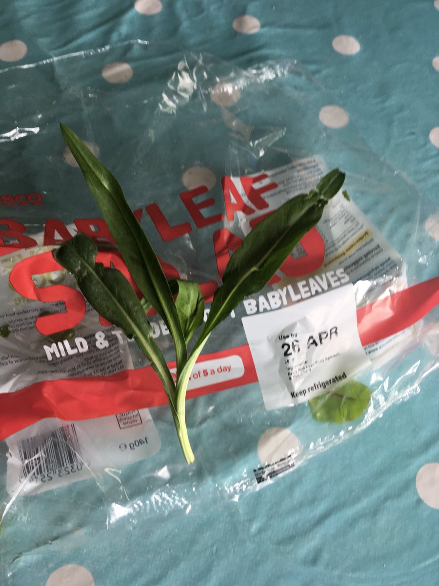 heidi_howarth's tweet photo. @Tesco any idea what type of baby leaf this is in my salad? Looks like a weed to me? https://t.co/jBZQzo6YyA