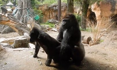 なんでゴリラって交尾中に左側チェックするん？