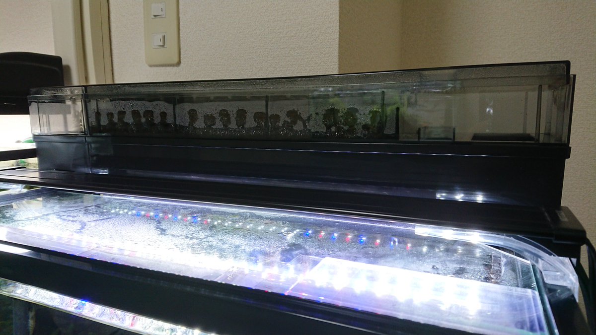 Mamoru 上部フィルターのデュアルクリーン600sp 追加濾過槽のフォルム お気に入りです ドライ濾過槽で酸素を取り込み ウェット ドライ濾過で手軽に濾過能力アップを実感です 熱帯魚 Mamoru 上部フィルターのデュアルクリーン600sp 追加濾過槽のフォルム お気に入りです ドライ濾過槽で酸素を取り込み ウェット ドライ濾過で手軽に濾過能力アップを実感です 熱帯魚