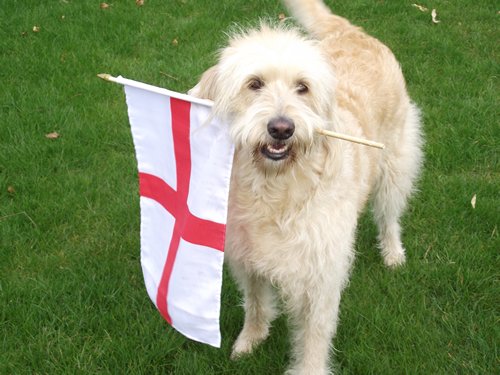 Happy St. George's Day! This #dog seems proud to be English too! 🐶