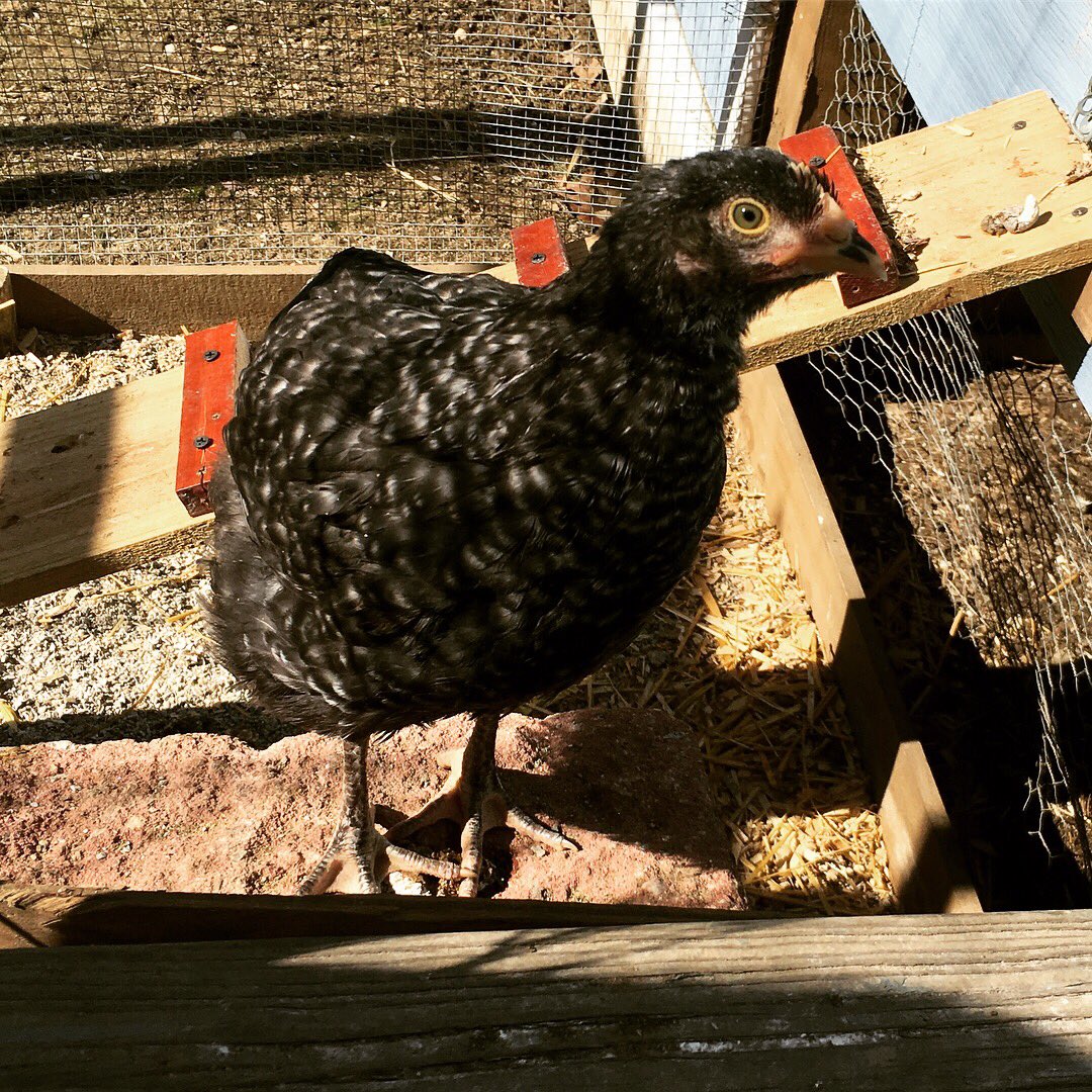 JKgoodthymefarm's tweet photo. Lets start our introductions of the “middles” w/Coco Chanel a cuckoo marans who will lay beautiful chocolate colored eggs. Like her name sake, she classy &amp; determined. She doesn’t take any gruff from the flock#meetthemiddles #importantwomeninhistory #strongwomen #jkgoodthymefarm https://t.co/xgTebW7a1e