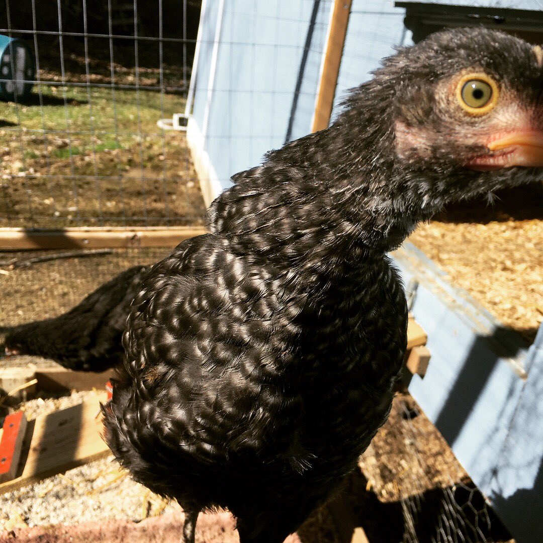 JKgoodthymefarm's tweet photo. Lets start our introductions of the “middles” w/Coco Chanel a cuckoo marans who will lay beautiful chocolate colored eggs. Like her name sake, she classy &amp; determined. She doesn’t take any gruff from the flock#meetthemiddles #importantwomeninhistory #strongwomen #jkgoodthymefarm https://t.co/xgTebW7a1e