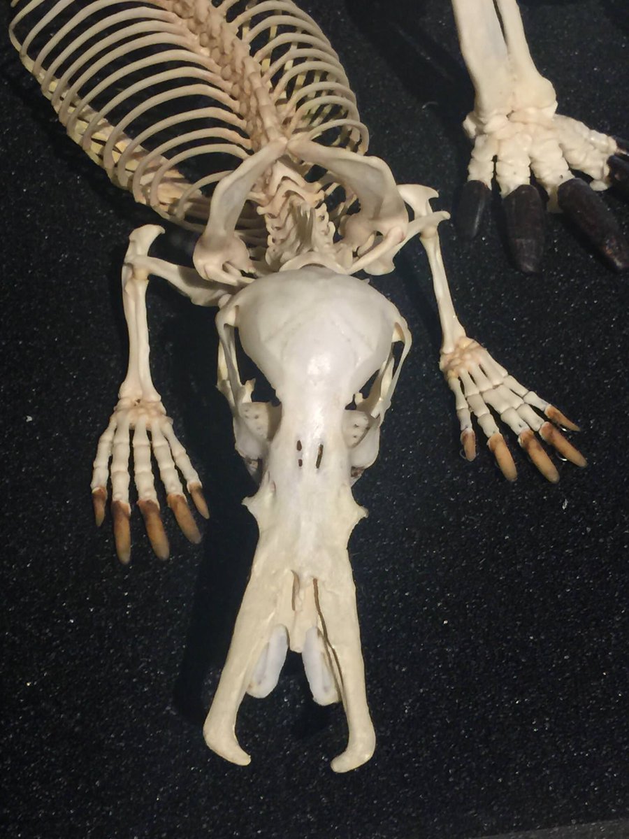 NaturelsWeird's tweet photo. The skeleton of a platypus is terrifying! https://t.co/YHOVJEOU3g