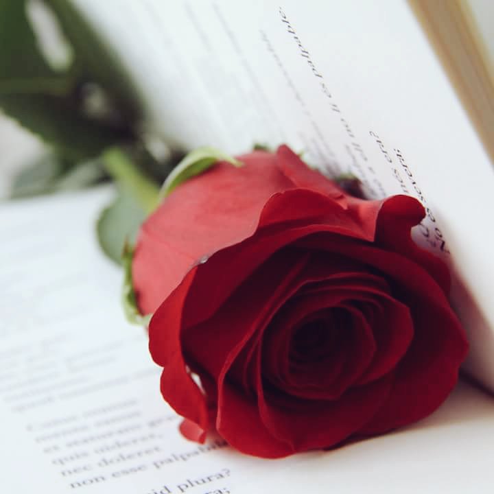 JVinilover's tweet photo. 📖 🌹 💕Feliz día ¡ https://t.co/Vb3FaTOR2z