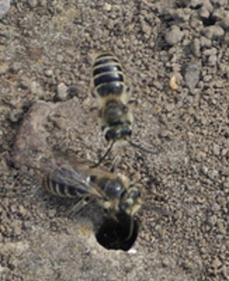 It’s their time. The often wrongfully maligned ground dwelling bees take flight. 
Great post by Joe Boggs at OSU. bygl.osu.edu/node/1017