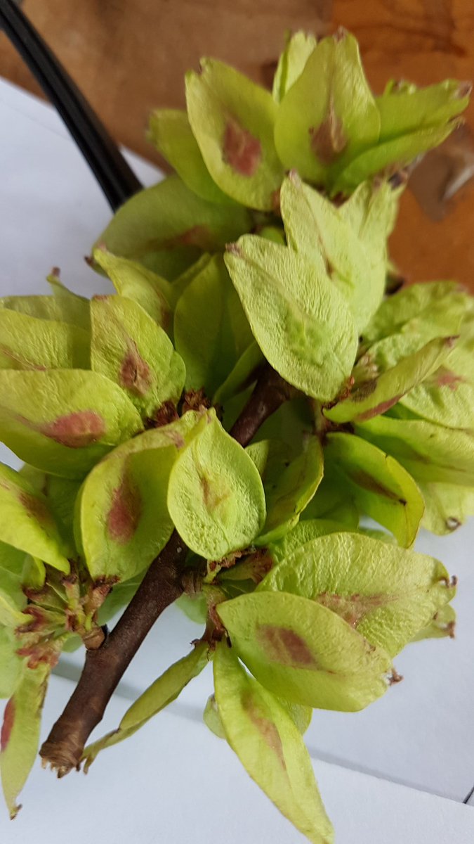 Can anyone identify this please?
#trees #Gardening #Plantidentification #arboretum #botany