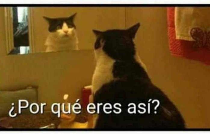 sergat0's tweet image. Cuando tienes comida en tu platito pero igual lloras 😸😸😸