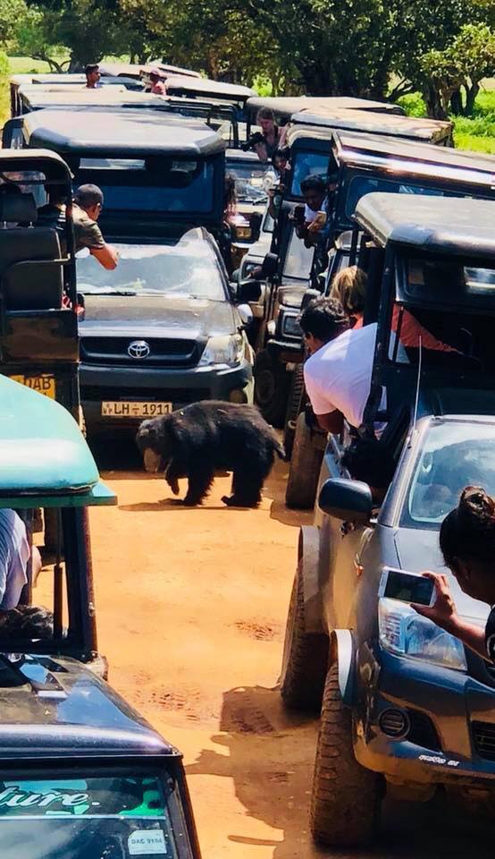 PodiMalli's tweet photo. Save Yala from Safari Mafia #SaveYala #lk https://t.co/JUIR0mxHi7