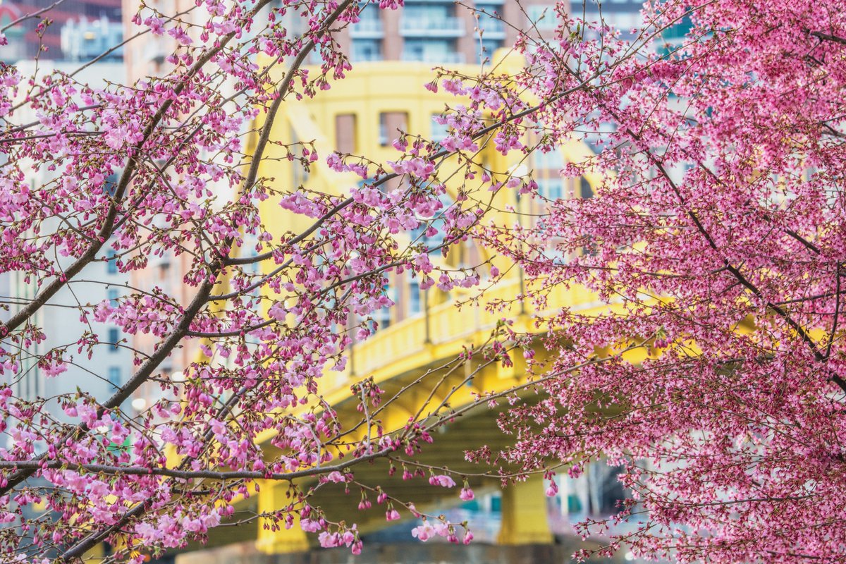 DaveDiCello's tweet photo. Eventually I'll run out of images to share of the cherry blossoms along the Allegheny River in #Pittsburgh, but that day is not today. Different lighting, different angles and variations in depth of field all make for uniquely beautiful images. https://t.co/pmzYiATYba