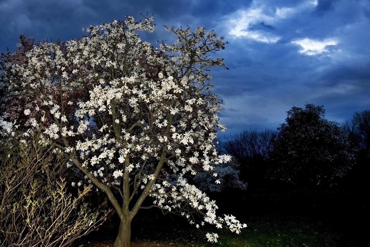 newscientist's tweet photo. Trees may have a ‘heartbeat’ that is so slow we never noticed it https://t.co/cvrljlVUAn https://t.co/B0EvvbgMaD