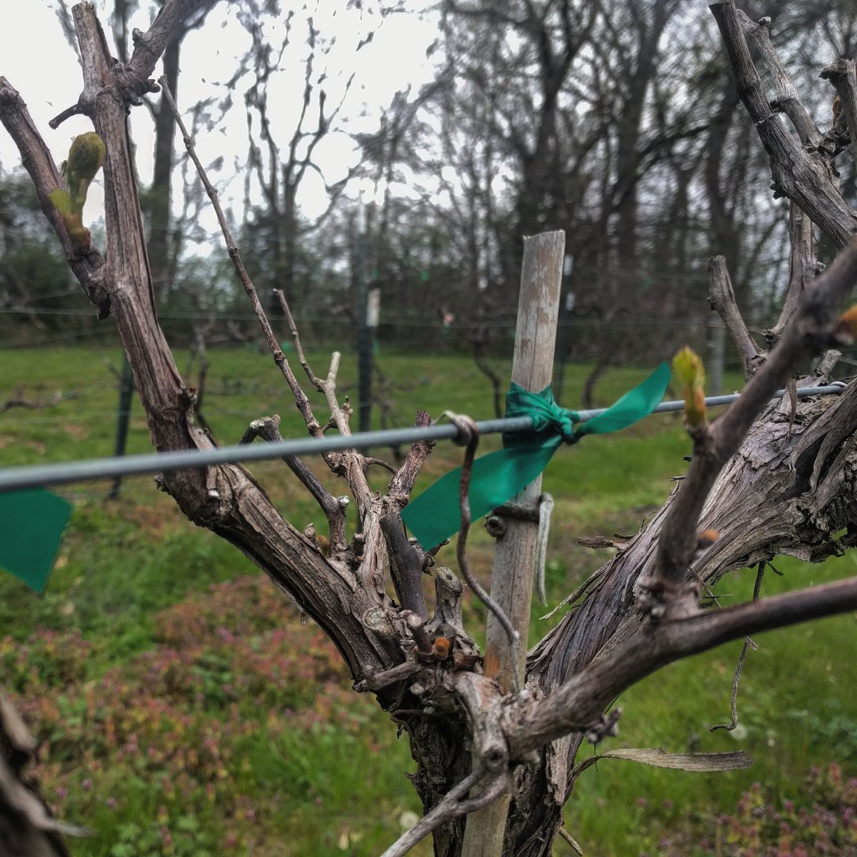TN_winemakers's tweet photo. This rain is such a bummer but the sight of a TVOS member's #BudBreak in her #BackyardVineyard is a happy sight -- a reminder that beautiful things are on their way this growing season! #GrowGrapesGrow https://t.co/DxsQQYxWTC