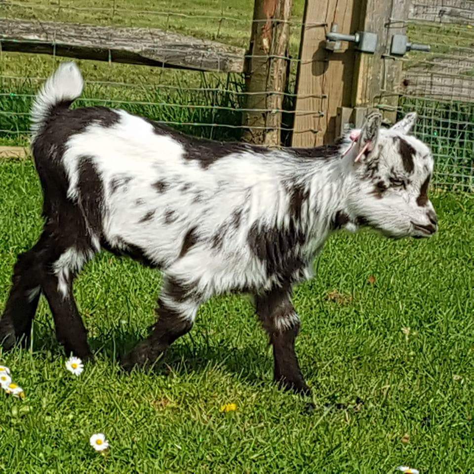 EmmaSearchForD1's tweet photo. 🐐!PLEASE RETWEET!🐐STOLEN 2 Pygmy Kid Goats Benjamin &amp; Belinda from Halstead, Kent TN14 on Sat 21/4/18. Thief bundled them in to White Peugeot 307 estate Black roof bars, '53 plate. They are not old enough to be away from their mother yet we must find them! #find2pygmygoats 🐐 https://t.co/DUBGmmMDkF